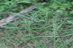 Sporobolus diander